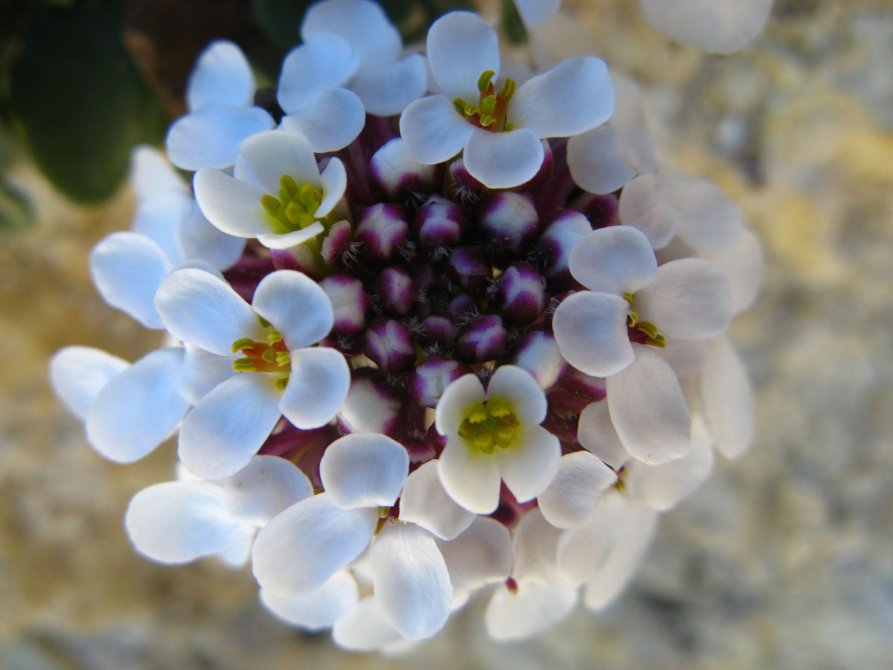 Iberis semperflorens